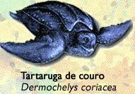 Tartaruga de Couro