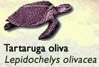 Tartaruga Oliva