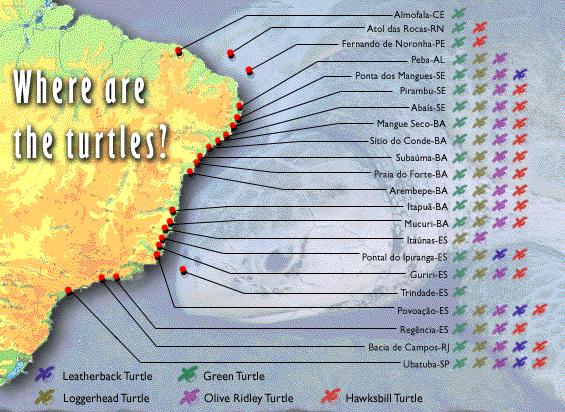 Where are the Sea Turtles in Brazil (71 Kb)